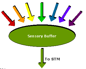Sensory buffer